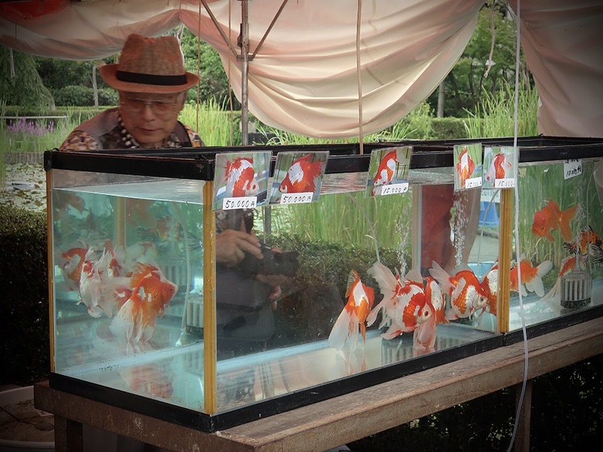 Goldfish at the Edogawa Goldfish Festival