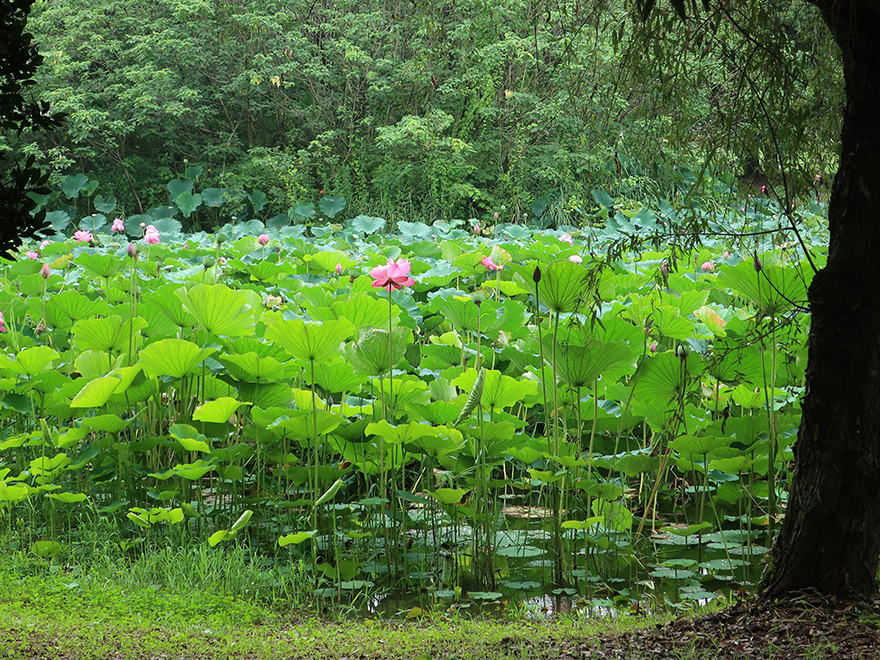 Pond of lotus flowers blooming at Gyoda Ancient Lotus park Gyoda Hasu-en
