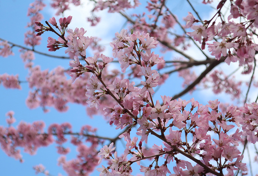 Cherry blossoms at Showa Kinen Park