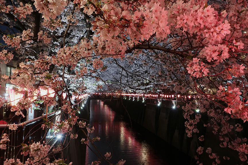 Tokyo cherry blossoms at Nakameguro